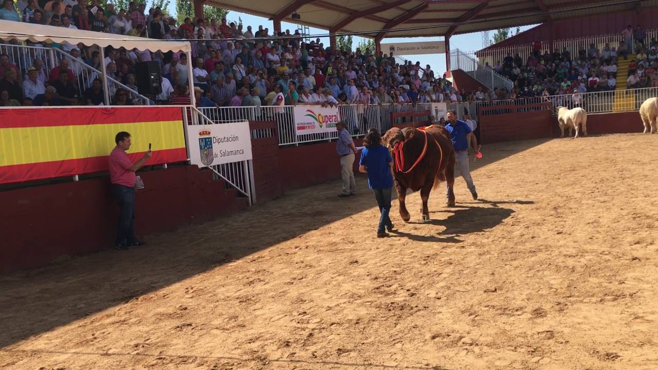 Subasta de ganado en Salamaq 2016 - 'Jockey' - 17.300 euros
