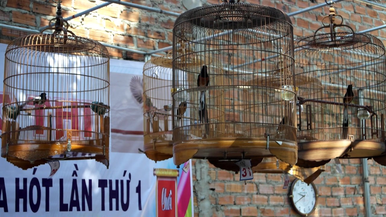 Hội thi chòe lửa Daklak, vòng cuối  11.3.2017