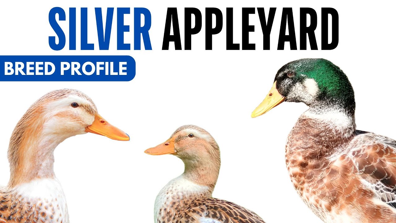 Silver Appleyard Duck Breed Profile History Health Issues - Silver Appleyard Egg Ratio Lifespan