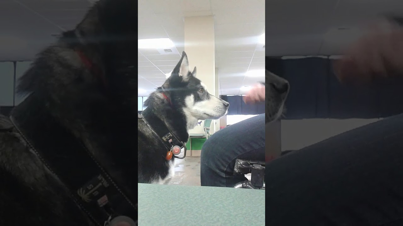Training anxiety/leg tapping alert for service dog.