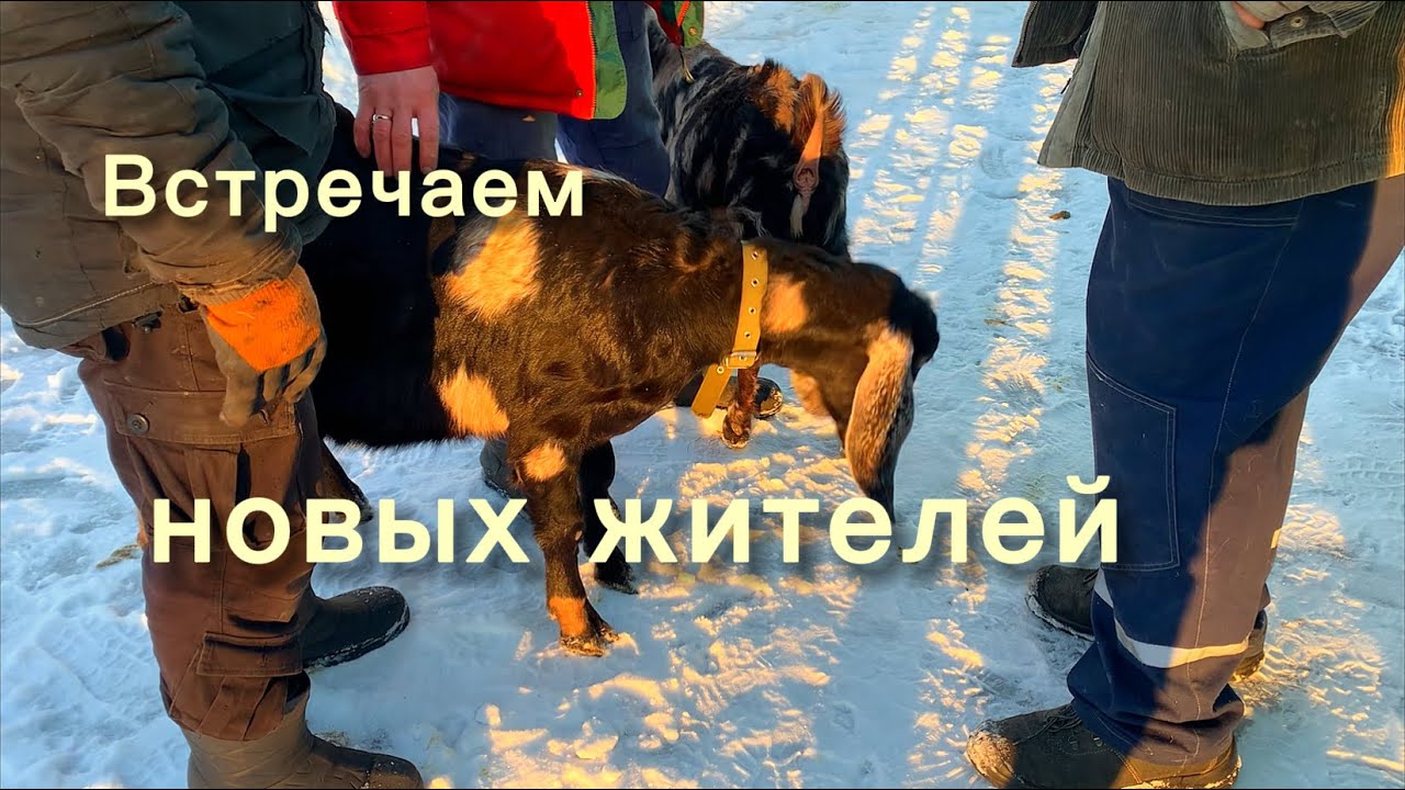 Кто к нам приехал?