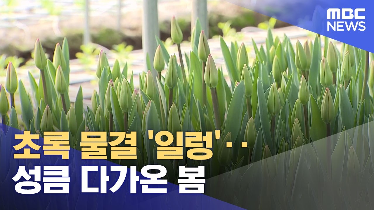 초록 물결 '일렁'‥ 성큼 다가온 봄 (2026.02.25/뉴스데스크/춘천MBC)