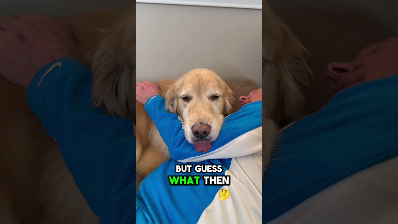 Golden Retriever King Buddy just got replaced by mai tais, ukuleles, and a luau in Hawaii 🌴