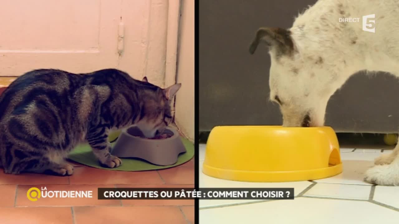 Croquettes contre pâtée : comment choisir ?