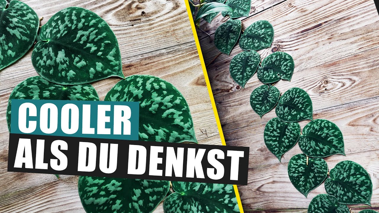 Scindapsus pictus 'Exotica' - Unterschätzte Ranke | Pflanzen Portrait