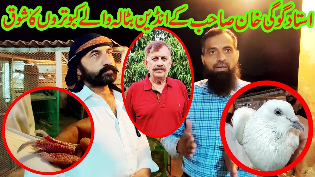 ustad gogi khan sahib ke indian batala wale kabootro ka shoq
