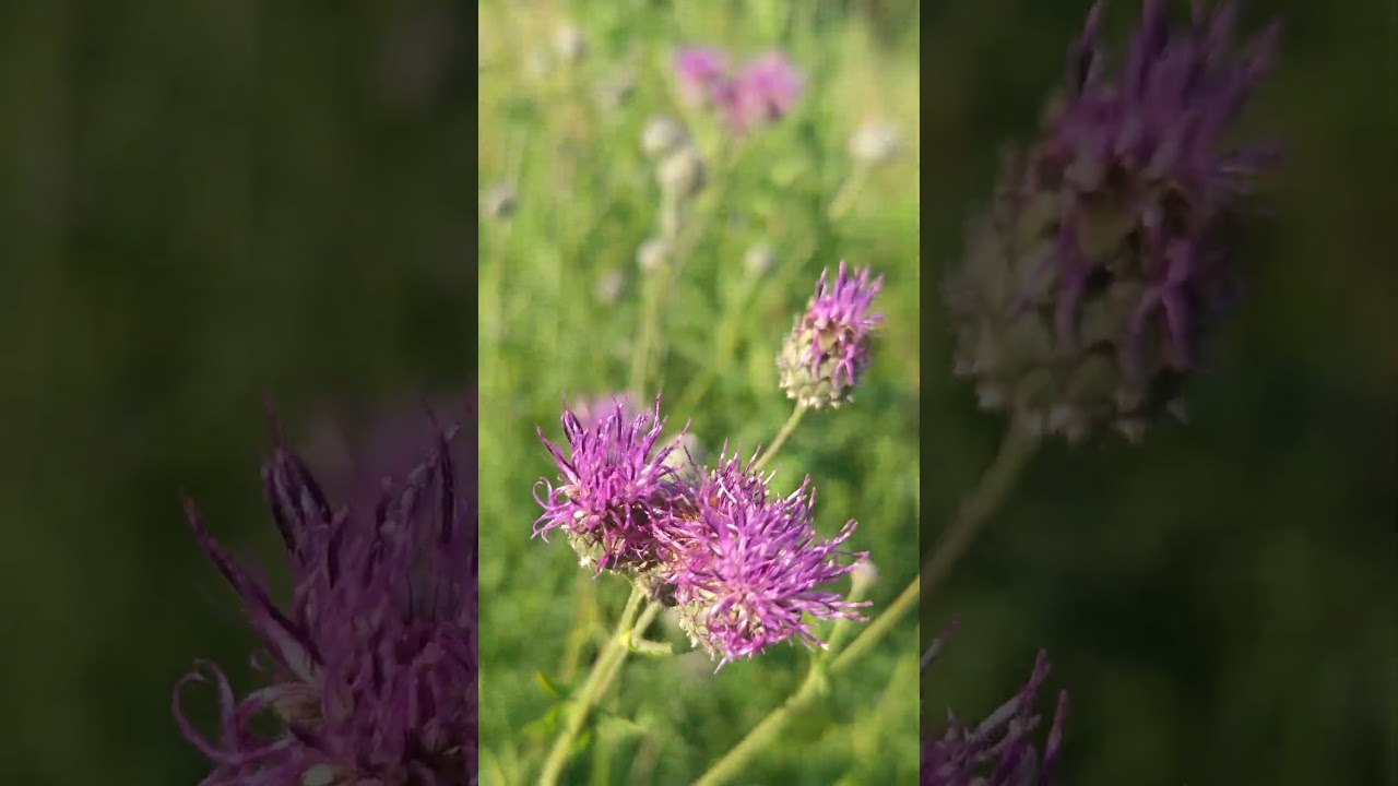 Cirsium vulgare 🌞 Бодяк обыкновенный