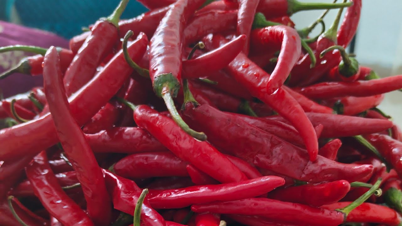 Pandu Mirchi Pachadi #youtube #youtuber #redchillipickle #yummy #musttryfoods  #For order's DM Insta