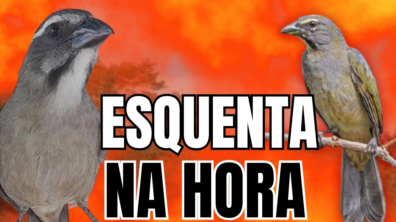 ESQUENTAR TRINCA FERRO COM TRINCA FERRO CANTANDO MELHOR TRINCA FERRO CANTANDO ESQUENTAR TRINCA FERRO