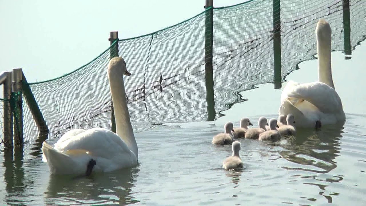 生まれたて！白鳥のヒナ