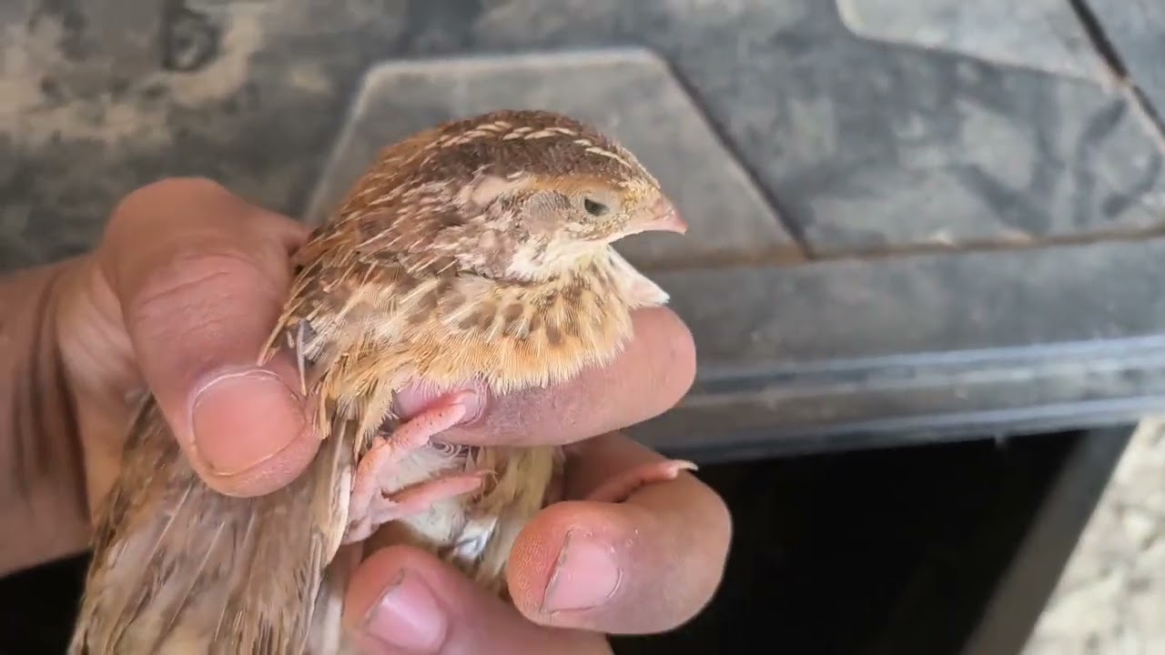 Voltando com a Criação de Codorna Pt 3 tirando os filhotes da lâmpada 