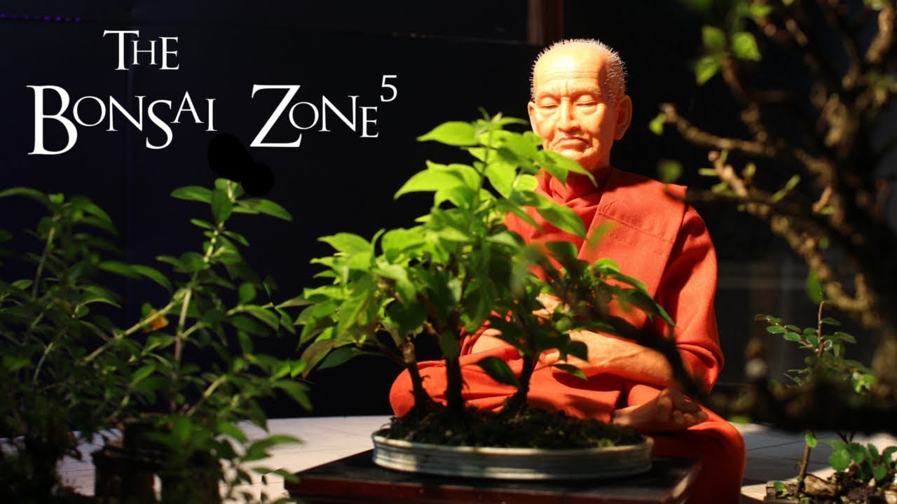 Micro Bonsai Forests, The Bonsai Zone, Dec 2018