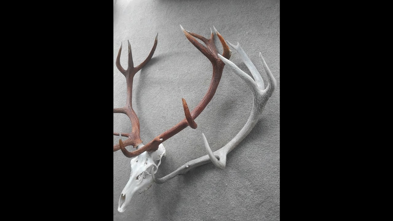 A Bit of Luck - 300DS Public Land Red Stag - Tahr, Chamois & Red Deer Roar Hunting New Zealand.