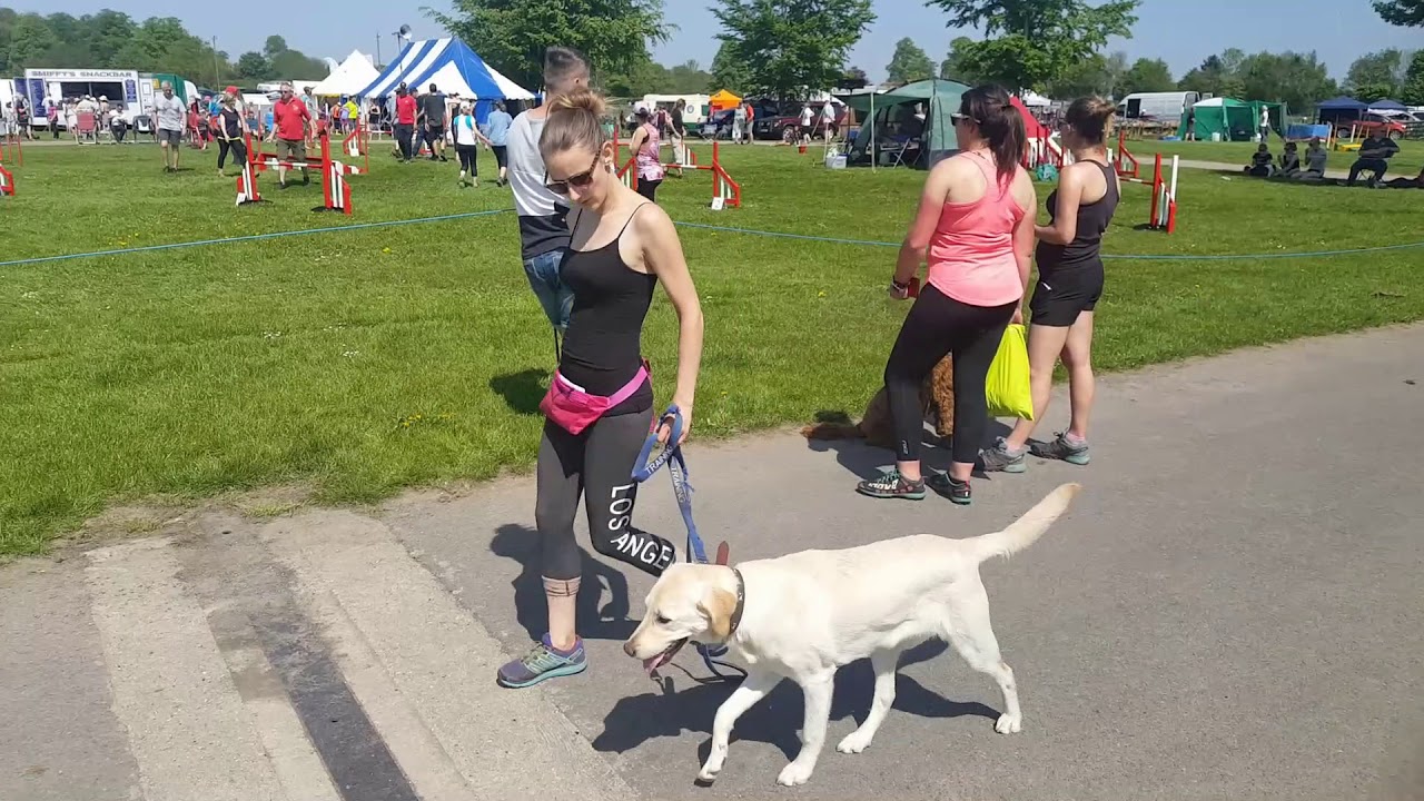 Lottie - 9 Month Old Labrador - 4 Weeks Residential Dog Training