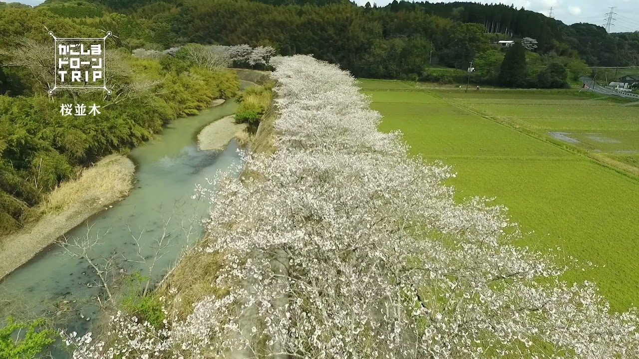 薩摩川内市田海町・桜並木