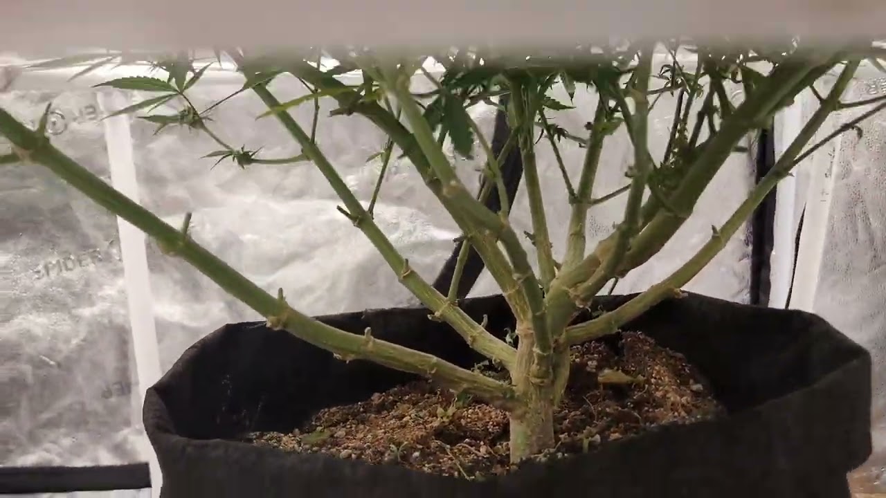 Weekly update Octopot grow #10 flower day 21