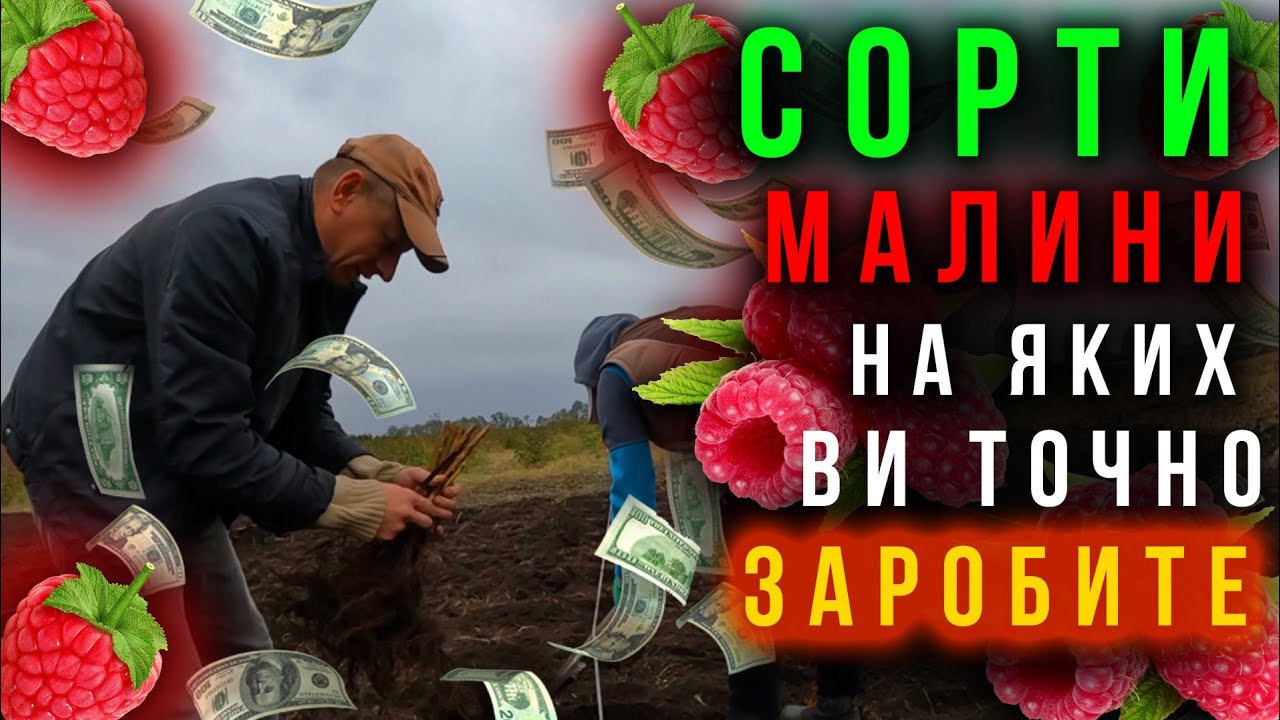 САДИМО МАЛИНУ‼️Які сорти малини посадити для заробітку грошей на малині.