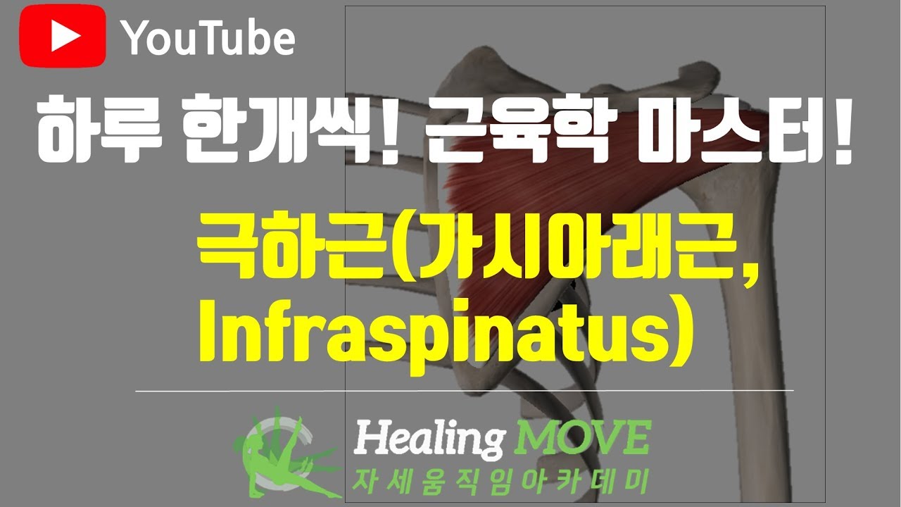 #2-7. 극하근(가시아래근, infraspinatus)/근육학 마스터/referred pain/MPS/trigger point/힐링무브/healing move/자세움직임