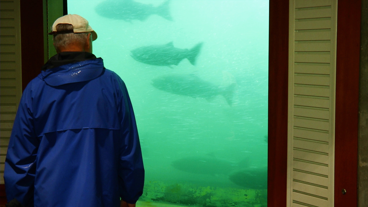 Record Number of Fall Chinook Pass Through Bonneville Dam