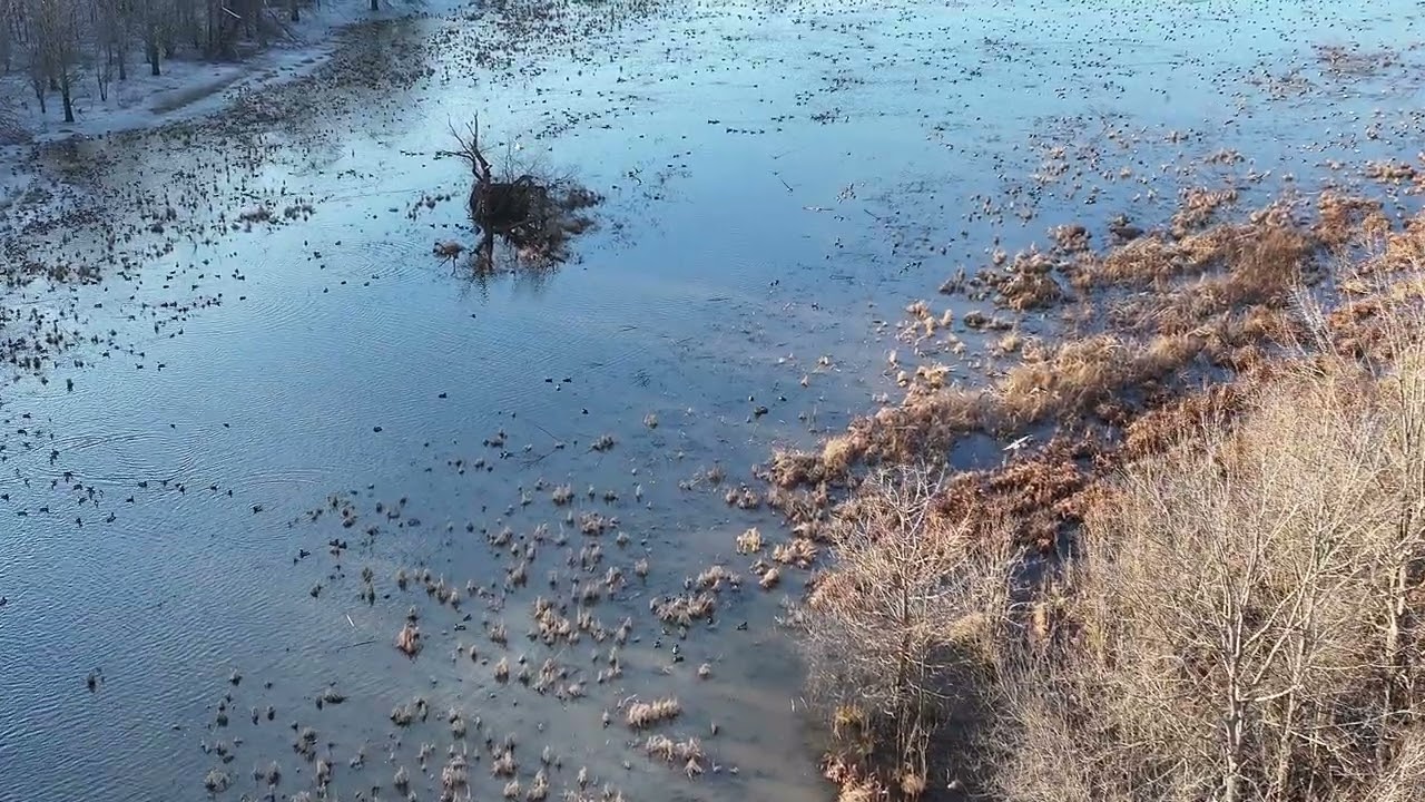 BDH Ducks 1.29.26 16:30