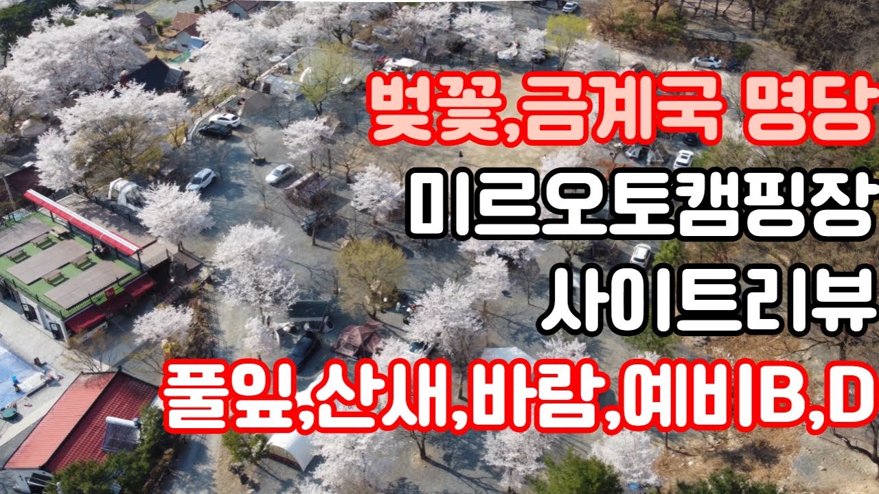 사계절캠핑장추천 미르오토캠핑장 전사이트리뷰 (풀잎, 산새, 바람, 들꽃, 예비B, 예비D) │밀양캠핑장│경남캠핑장추천│금계국명당│벚꽃명당│미르캠핑장│커플캠핑│비바돔