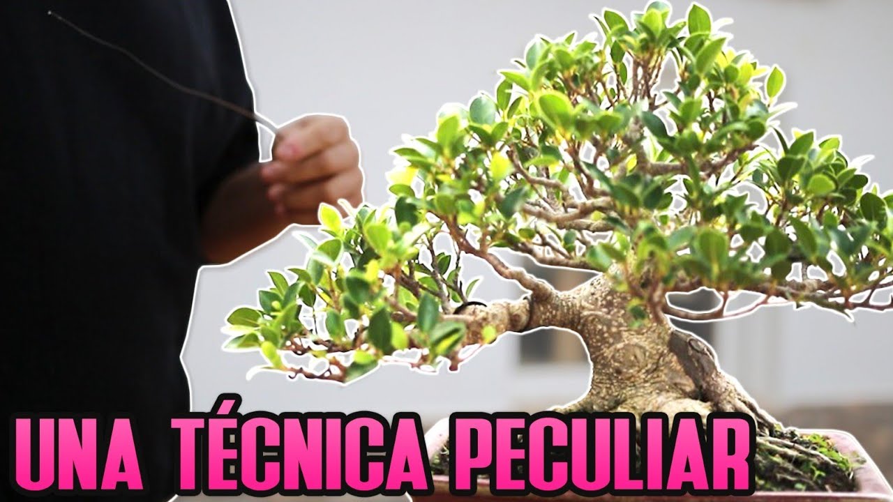 Técnica Especial en Ficus Bonsai regalo de mi primer maestro