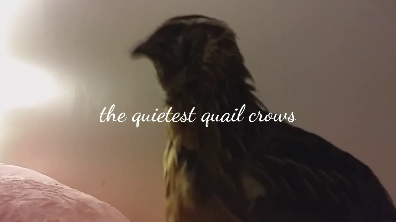 The quietest quail crows!