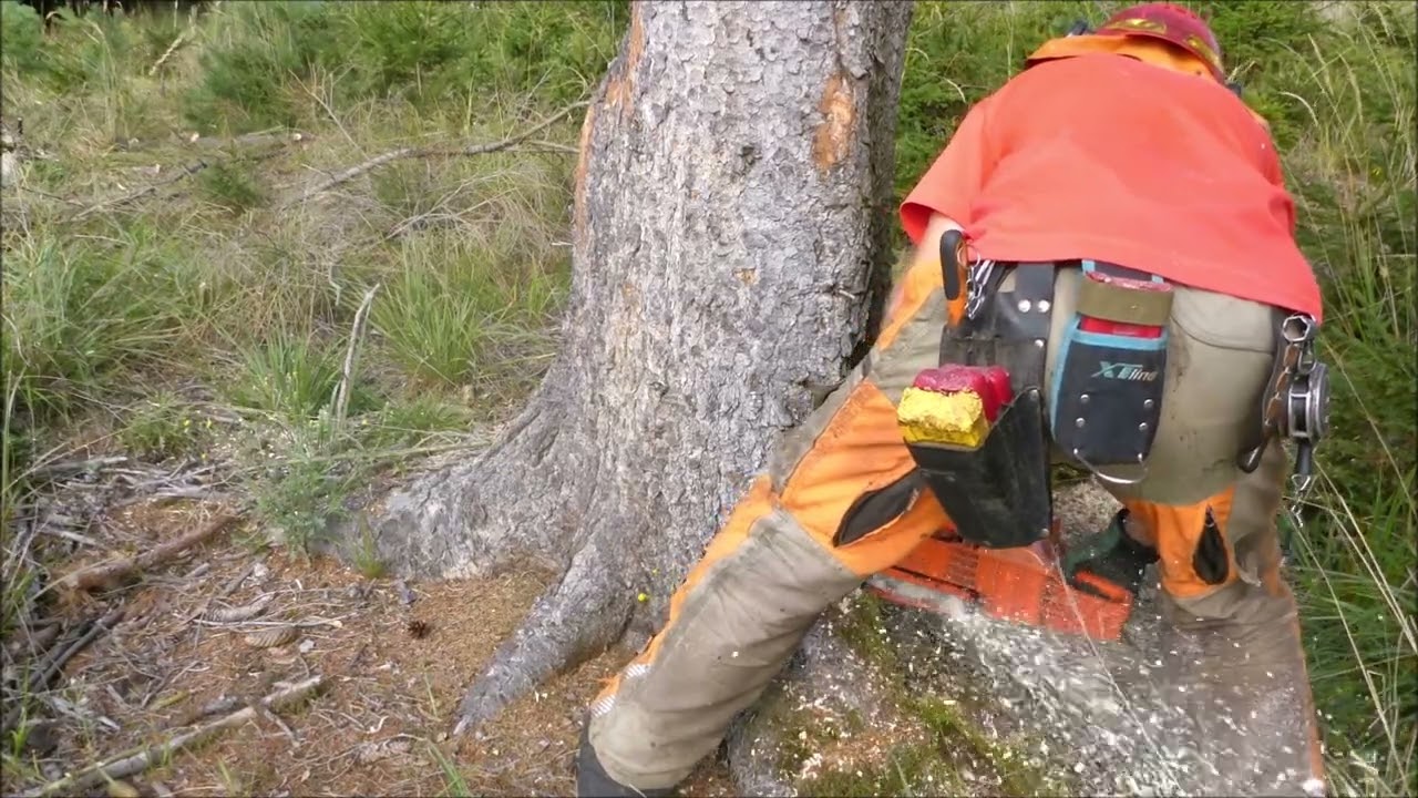 Forest job / Těžba dřeva z podrostu - Echo 621 SX #232
