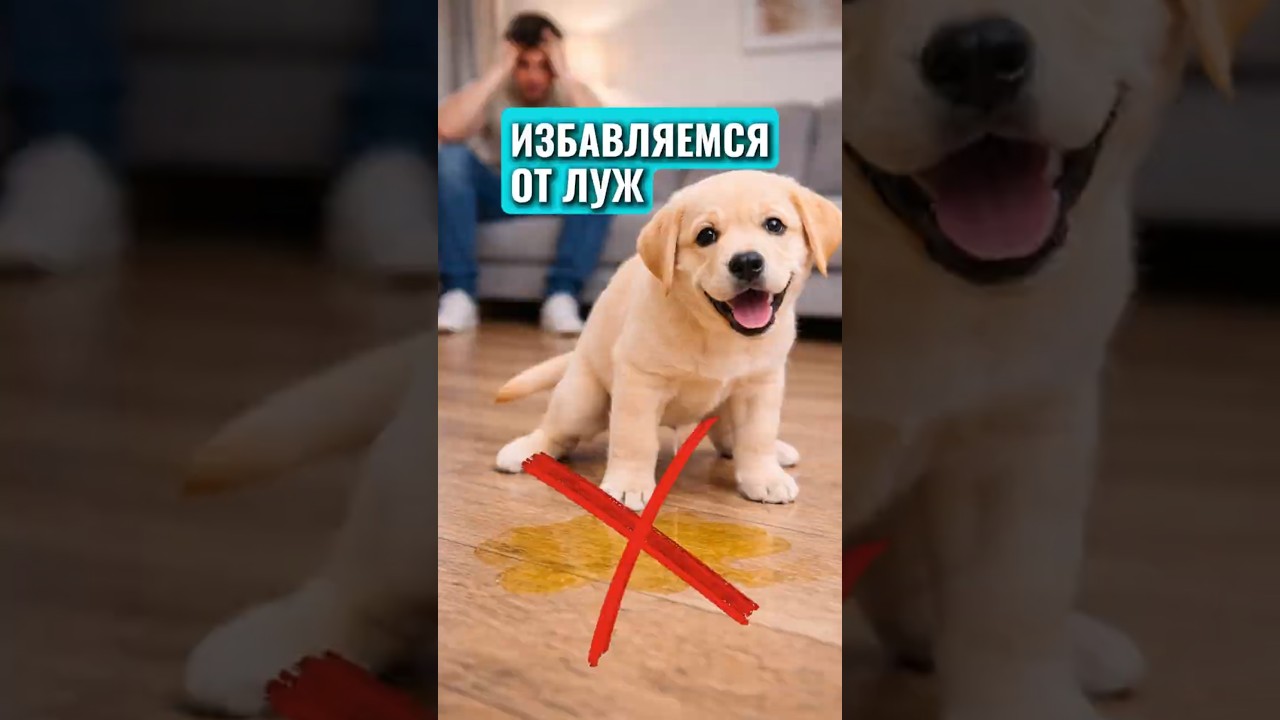 Используй эти приёмы для решения ТУАЛЕТНЫХ ПРОБЛЕМ #животные #собака