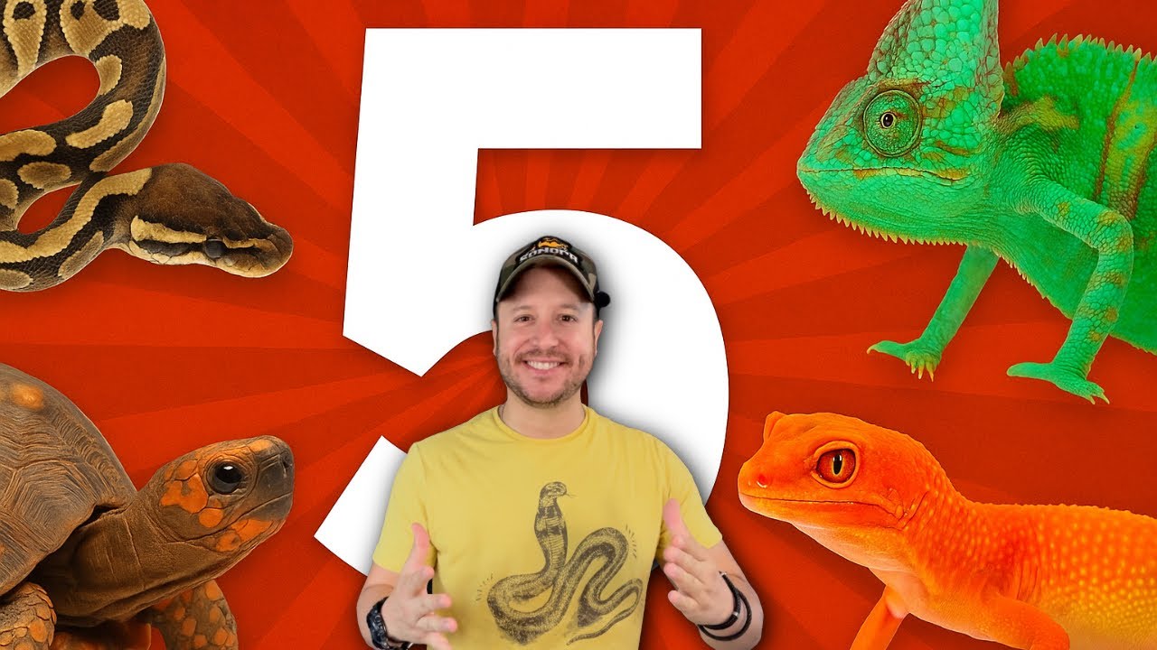 5 cosas que NECESITAS antes de tener un reptil 🦎🔥