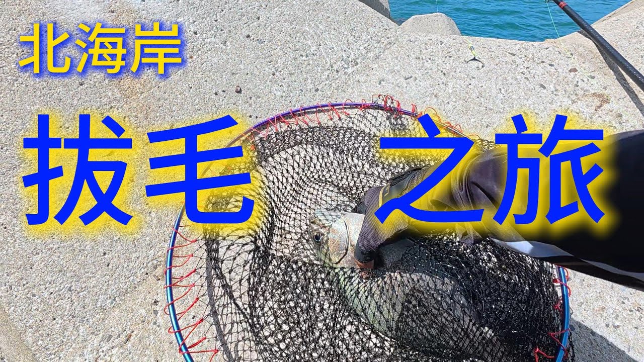 (釣魚)2025 北海岸 拔毛之旅 新北市 三芝 磯釣  石門 金山 海釣 釣魚  #fishing