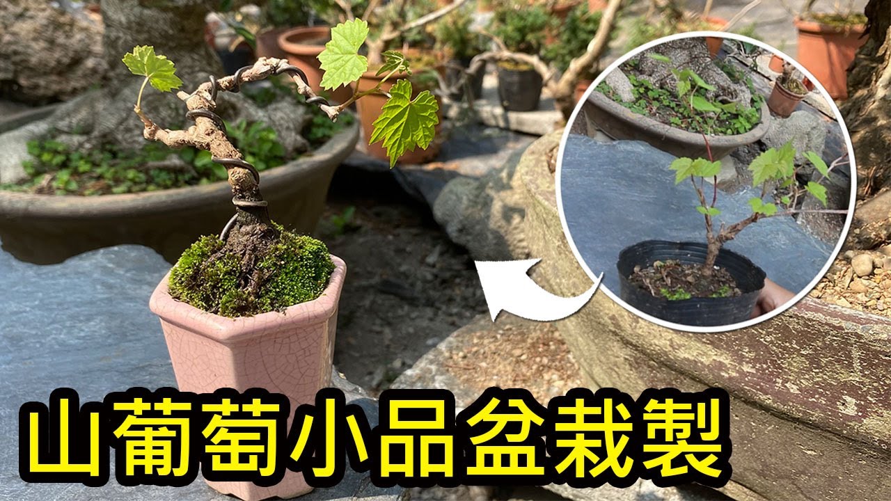 【盆栽日記】山葡萄小品盆栽製作 Using Vitis amurensis made of bonsai | 初心者的簡單盆栽