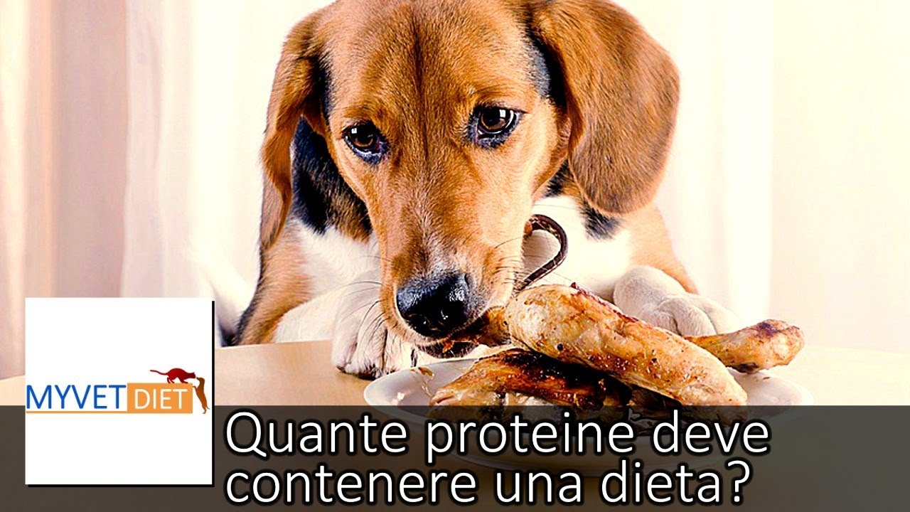 QUANTE PROTEINE DEVONO ESSERE CONTENUTE IN UNA DIETA CASALINGA PER UN CANE ADULTO SANO?