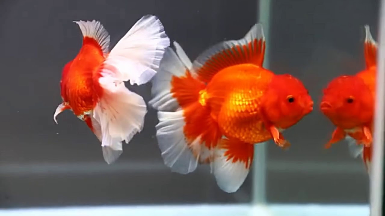 Goldfish kingdom Beautiful oranda