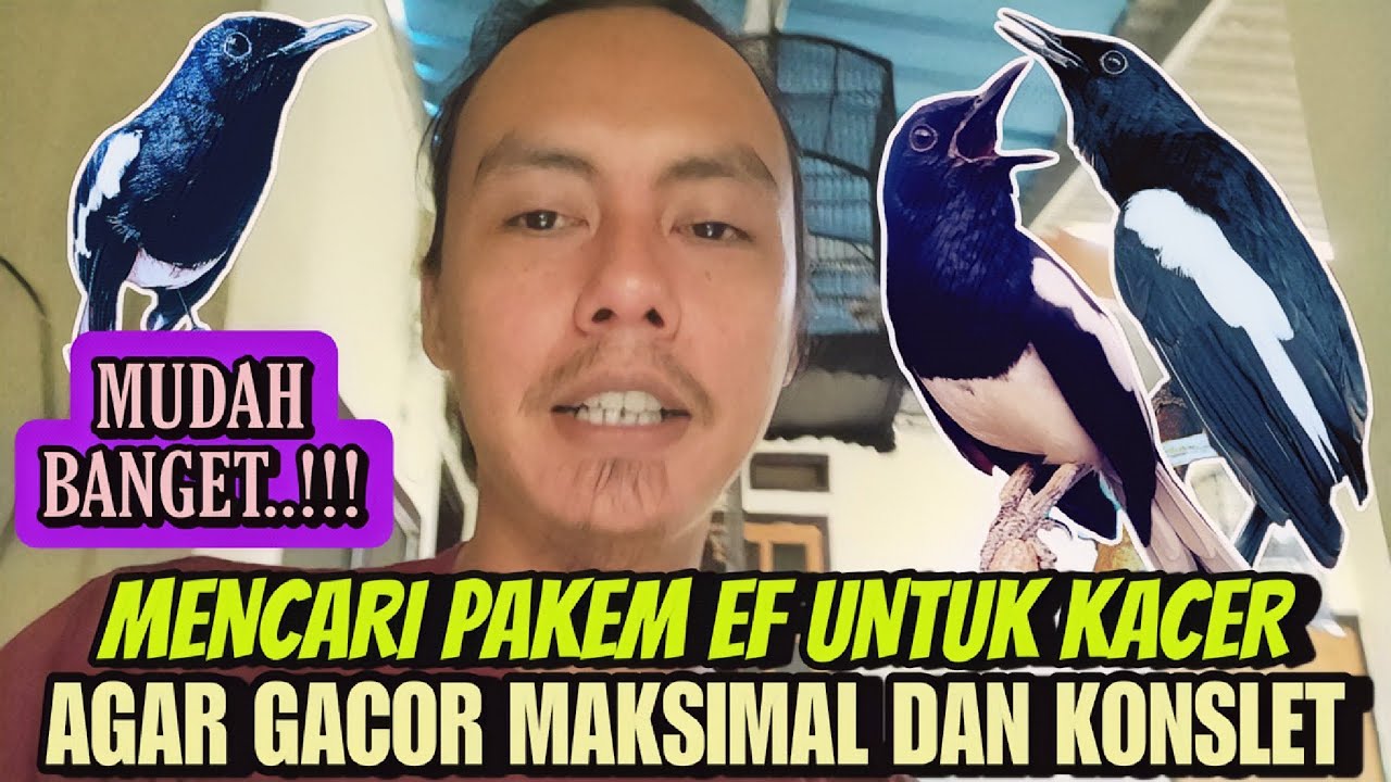 BINGUNG DENGAN EF ⁉️ HANYA BEGINI SAJA KOK, CARA MENCARI EF UNTUK KACER AGAR GACOR DAN BUKA EKOR