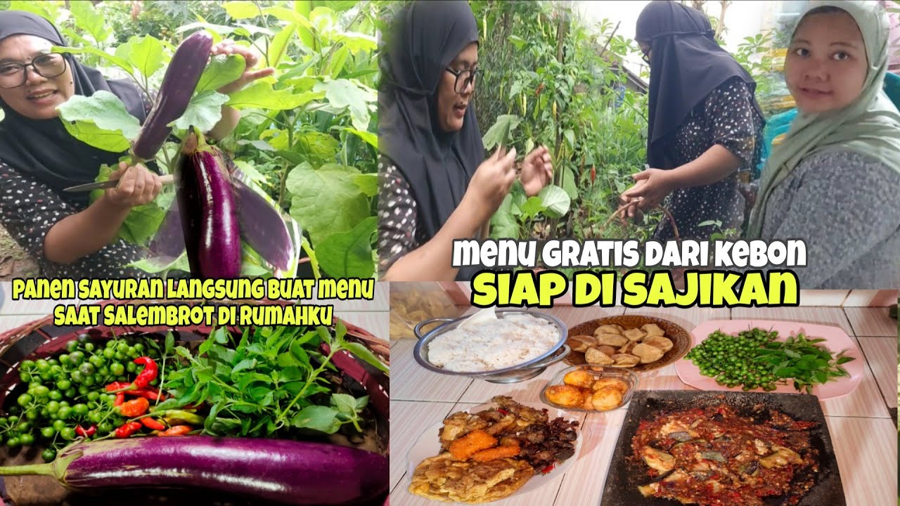 Panen sayuran langsung di masak buat menu saat Salembrot di rumahku siap di sajikan ⁉️