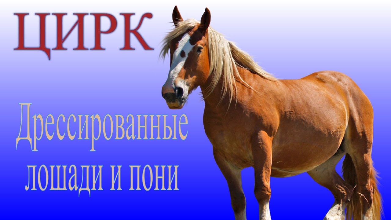 Цирк - Дрессированные лошади и пони / Circus Trained horses and ponies