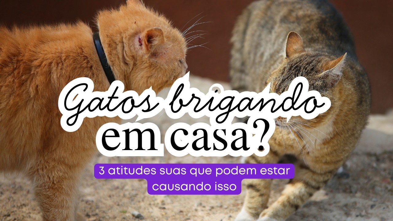 Gato brigando dentro da sua casa