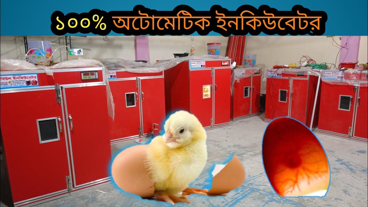 লক্ষ্মীপুরে দিলাম ১০০% অটোমেটিক ইনকিউবেটর ফুল সেটিংস শিখুন সহজেই  | automatic incubator | #incubator