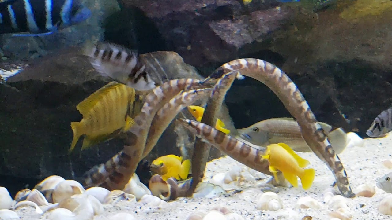 Mastacembelus ellipsifer dance