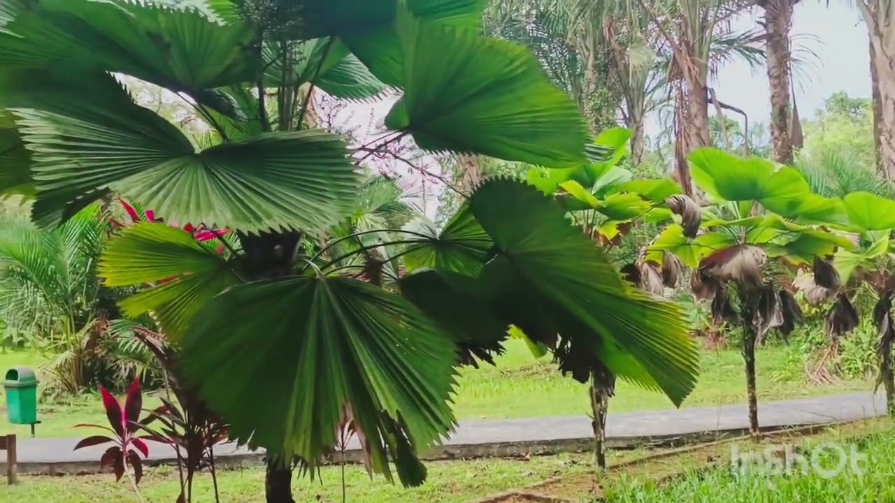 Meneroka keindahan Alam di Taman Rimba yang terletak di kawasan Tabuan jaya #floral #fauna #riadah 