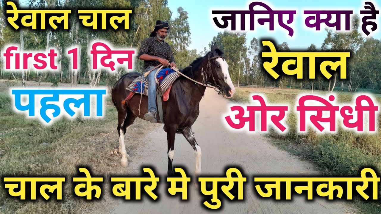 रेवाल चाल ओर सिंधी चाल#ओर पुरी जानकारी#सही जानकारी पहला दिन#आला काम किया#ज़िला मुरादाबाद#sky हॉर्स