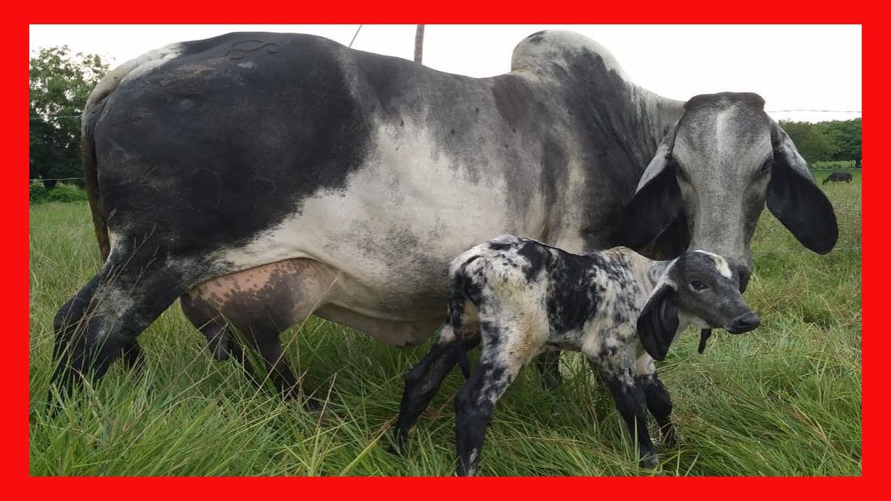 🔴 Sardo Negro Lechero En Colombia 2023 ✅ GANADERIA EL CARRITO ☘️ (Vacas lecheras)
