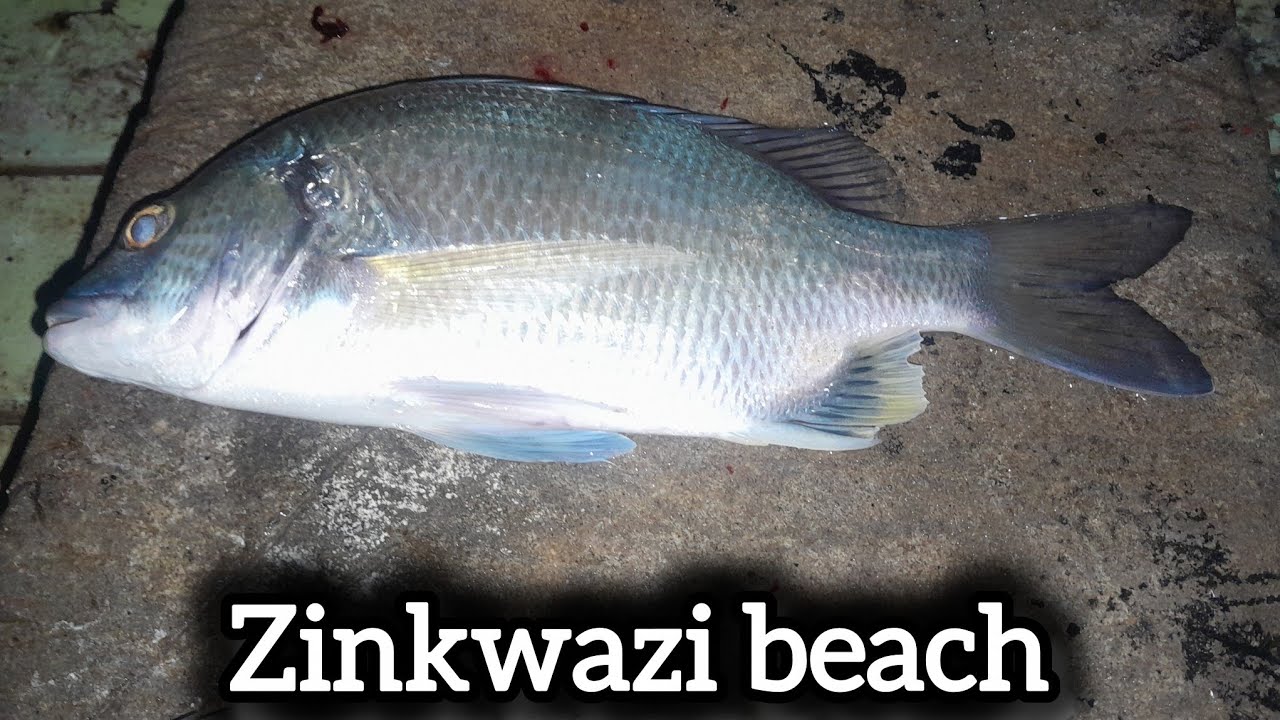 Fishing zinkwazi Beach. Multi catch and loads of fun under the sun.