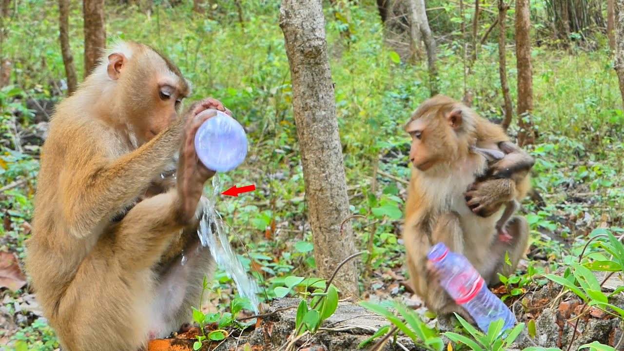 Mommy monkey Sahsa is so thirsty that she spills water on her baby monkey Sacky.