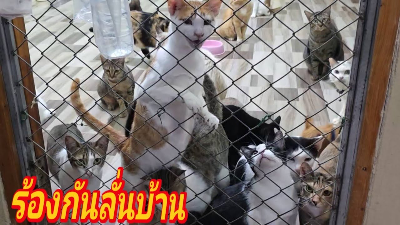 ร้องกันลั่นบ้าน19.ก.พ.69@stray_cats 