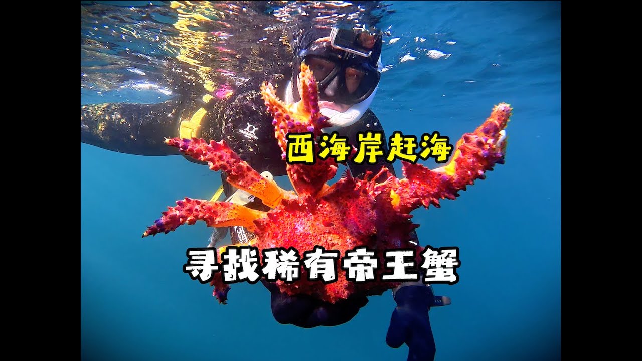 寻找西海岸最稀有的螃蟹，好吃到停不下来！Puget Sound King Crab catch&cook