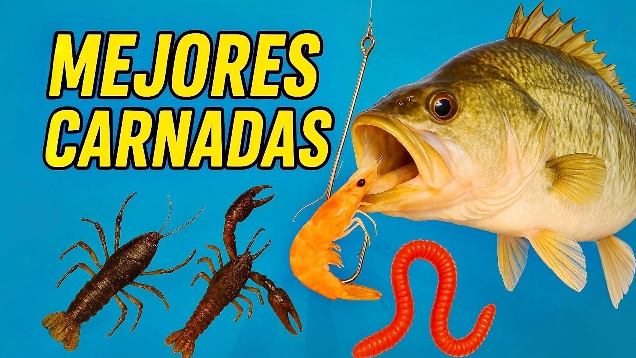 Las 5 MEJORES CARNADAS para MANGLAR (Secretos Revelados)