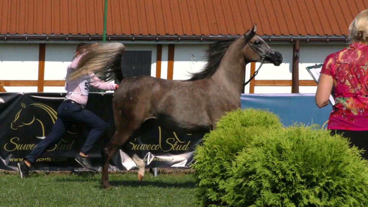 REMARQABLE MELODY, Arabian mare, Cracow 2016 show