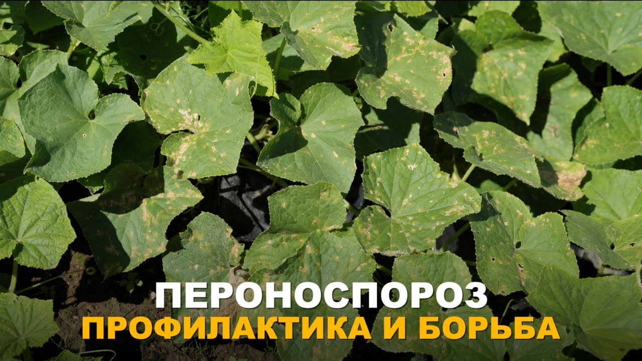 НАРОДНАЯ МУДРОСТЬ ПРОТИВ ПЕРОНОСПОРОЗА. Народные средства и современные методы от пероноспороза.